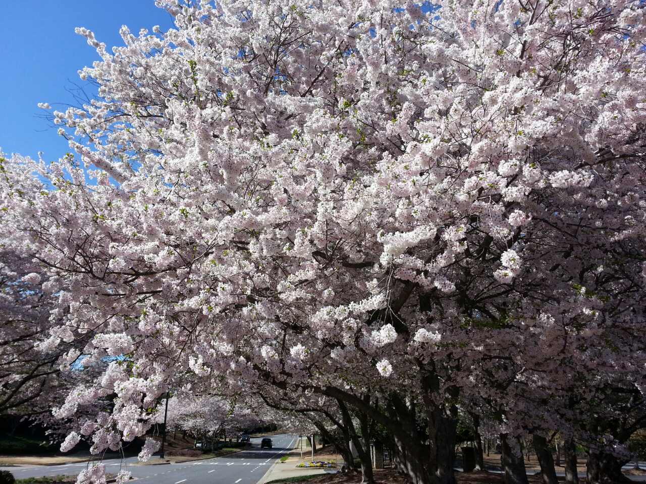 cherry blossoms 4